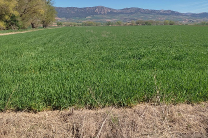 Los campos de cereal de la comarca burgalesa de La Bureba, en perfecto estado pero pendientes de la lluvia.
