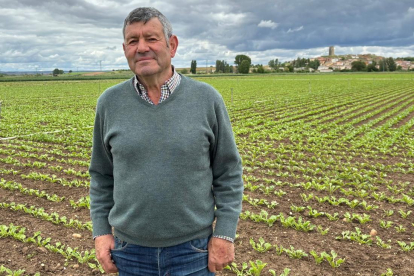 Juan Antonio González posa en una de las parcelas de remolacha en Hoyales (Burgos)