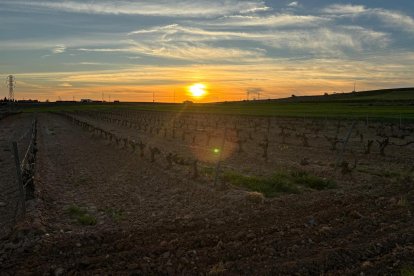 Imagen de un viñedo de la Ribera del Duero