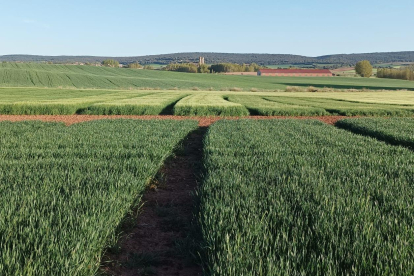 Campo de cereal en la localidad burgalesa de Lerma.
