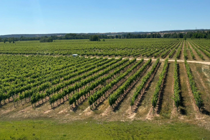 Imagen de un viñedo de la Ribera del Duero