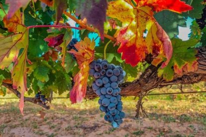 Imagen de un viñedo de la Ribera del Duero