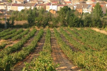 Los viñedos forman parte del paisaje de Anguix.