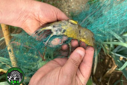 Los gorriones verdes quedaron atratpados y murieron.