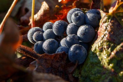 El postre deberá contar con uvas o pasas