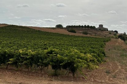 La Ribera del Duero prepara la vendimia