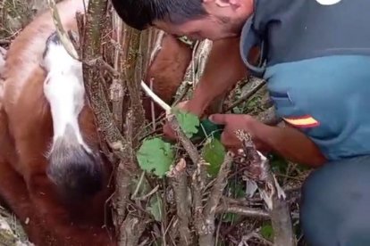 Rescatado en Portillo de la Sía (Burgos) un potro que quedó atrapado tras precipitarse desde 8 metros de altura.