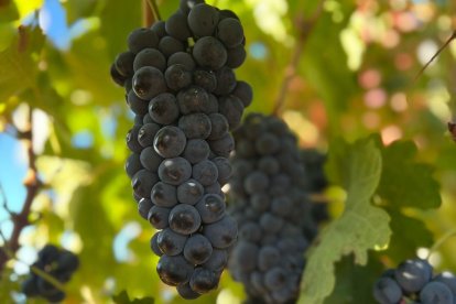 Viñedo de la Ribera