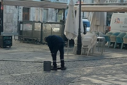 Un técnico de control de plagas del Ayuntamiento revisa una alcantarilla en la plaza de La Flora.