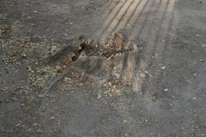 Imagen del tocón retirado en el parque Príncipe de Asturias