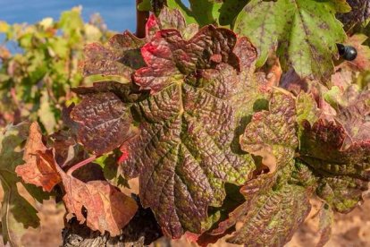 Viñedo de la Ribera del Duero