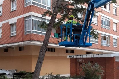 Los operarios han comenzado la tala