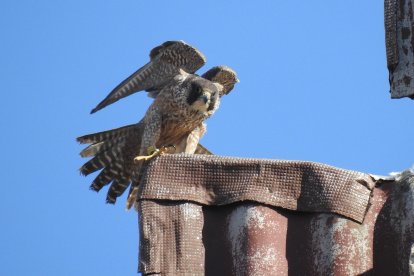 Pilar reside en Palencia. Fue liberada en 2023 y el año pasado trató de criar, sin éxito, en el Parque Natural Sabinares del Arlanza-La Yecla.