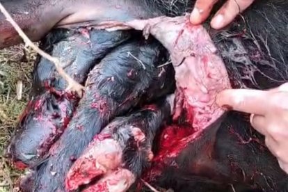 Imagen de la vaca atacada por buitres