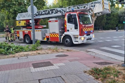 Imagen de los Bomberos en el lugar donde cayó la rama.