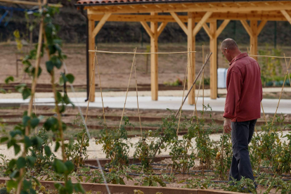 Martín Crill, responsable de la gestión de huerto comunal y ecológico de Fuentecillas, pasea entre las tomateras. SANTI OTERO 