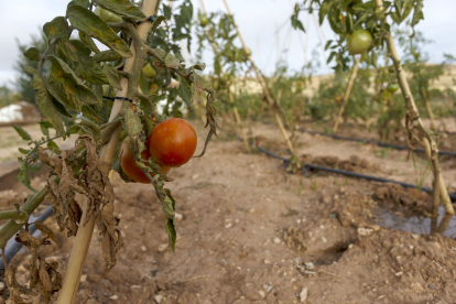 Las tomateras han sido muy fructíferas para ser el primer verano de siembra en los Huertos de Fuentecillas. SANTI OTERO