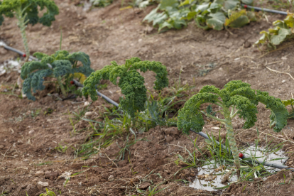 El kale se ha sembrado en vez de las berzas habituales en Castilla. Se busca que los vecinos puedan plantar productos exóticos o que no sean habituales en el comercio. SANTI OTERO