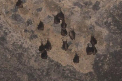 Imagen previa al tapiado del túnel de los murciélagos