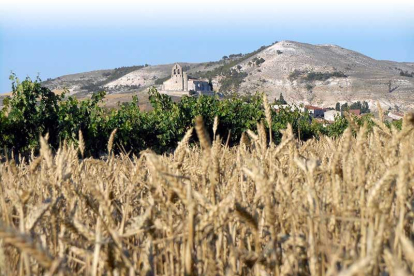 Vista de la iglesia y el pico Castejón al fondo y un campo de cereal y un majuelo en primer término.-