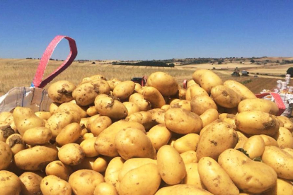 Saco de patatas en la cosecha de la última campaña en una parcela de Valladolid.-y.m.