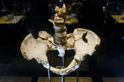 La pelvis Elvis ha cambiado su posición expositiva en el Museo de la Evolución Humana para incorporar sus cinco vértebras. SANTI OTERO