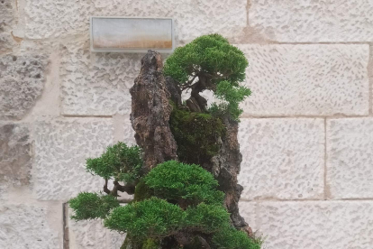 La exposición de bonsáis en Burgos muestra la Plantación en roca de Tomás Martínez.