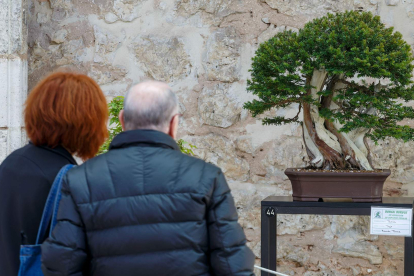 La muestra de 47 bonsáis está organizada por la Asociación Cultural Bonsái Burgos. SANTI OTERO