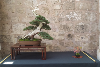 Exposición de Bonsáis en el Monasterio de San Juan. Pieza 'La cresta del gallo', un tejo japonés de Tomás Bustamante.