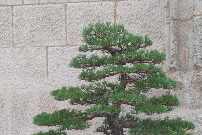 La muestra de bonsáis puede verse en el patio del Monasterio de San Juan hasta el próximo 9 de octubre.