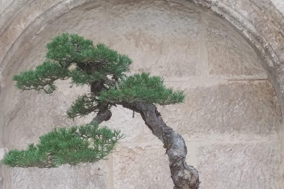 La muestra de bonsáis incluye este Pino Silvestre de Marcos Ausín.