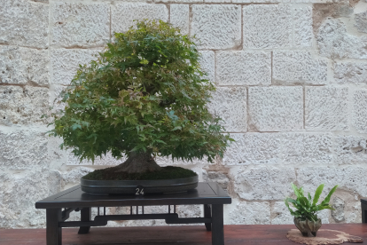La muestra de bonsáis puede verse en el patio del Monasterio de San Juan hasta el próximo 9 de octubre.