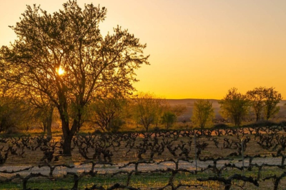 Imagen de un viñedo de la Ribera del Duero. Foto cedida por Consejo Regulador