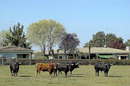Toros en el campo en una ganadería de Salamanca.-Pablo M. Gil
