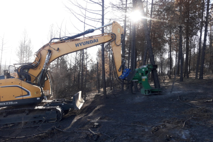 Extracción de madera en la zona afectada por el incendio. JCYL