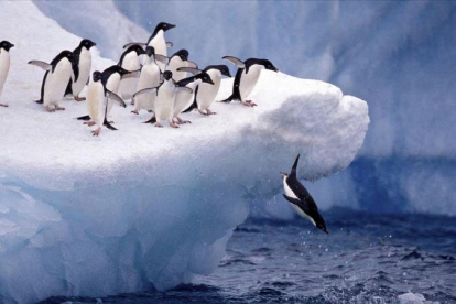 Pingüinos en la Antártida-ARCHIVO