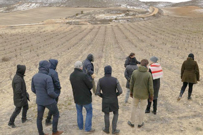Los viñedos de Kirios de Adrada apuestan por la viticultura sostenible para ofrecer un hábitat adecuado.-FUNDACIÓN ALONDRA RICOTÍ