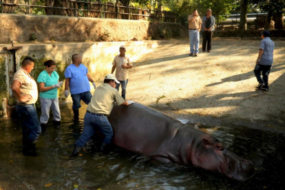 Imagen del día 25 de febrero de 2016, cedida por la Secretaría de Cultura de la Presidencia de El Salvador que muestra al personal del zoológico nacional, atendiendo a un hipopótamo en San Salvador-EFE