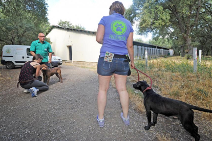 Voluntarios de Proanbur y un operario de Semat pasean a dos perros en el exterior de las instalaciones de la perrera de Villafría.-I. L. MURILLO