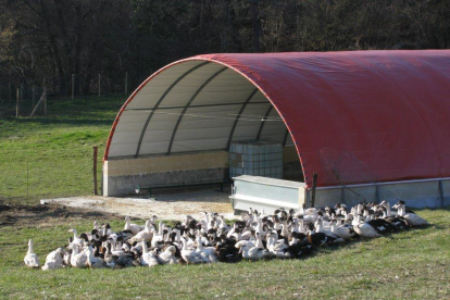 Los patos se crían en libertad y sin estrés en las instalaciones de la granja.-LA LLUEZA