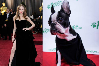 Un timelapse de los perros de la oficina Rover.com recrean algunos looks de la alfombra roja de los Oscars.-ROVER.COM