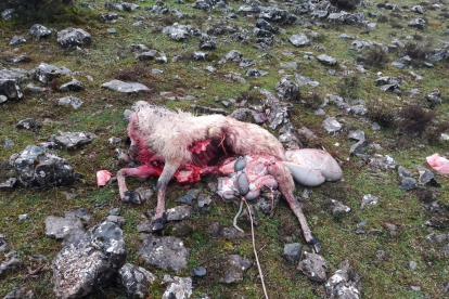 GALERÍA DE FOTOS. Los lobos han matado a este ganadero de Burgos más de 300 ovejas en tan solo un año