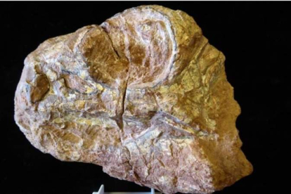 Cráneo fósil antes de su preparación que pertenece a un pequeño ornitópodo del Cretácico Inferior. ECB