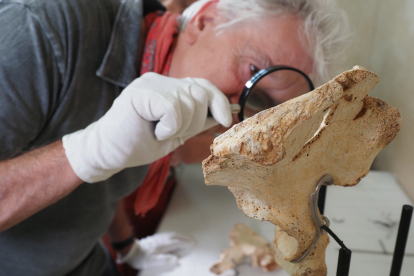 Juan Luis Arsuaga observa en detalle la pelvis durante el proceso de montaje que se ha llevado a cabo en una primera fase sobre réplicas en el laboratorio de Madrid y estos últimos días, con la instalación ya probada, con las piezas originales en el Museo de la Evolución. JAVIER TRUEBA (MSF)