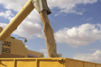Descarga de grano de cereal tras la cosecha en una explotación de Castilla y León, la principal productora de trigo y cebada de España con cerca de dos millones de hectáreas.-E.M.