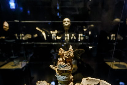 Las cinco vértebras lumbares de la pelvis Elvis, el abuelo de Atapuerca, y al fondo Miguelón con parte de su cuello. Son las dos últimas incorporaciones a la exposición permanente del Museo de la Evolución que el miércoles celebra su duodécimo cumpleaños. SANTI OTERO