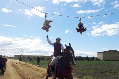 Carrera de gallos celebrada en Montamarta (Zamora)-Fotografía cedida por Defensa Animal Zamora