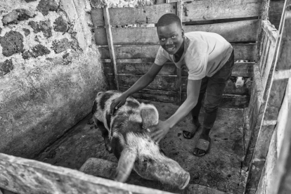 Eduardo Margareto / ICAL. Denis Isabayo cuida de los cerdos en el Centro de Desarrollo de Rubare. Denis trabaja por las tardes en el Centro como agradecimiento por el pago de sus estudios