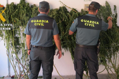 Imagen de la plantación de marihuana.-ECB