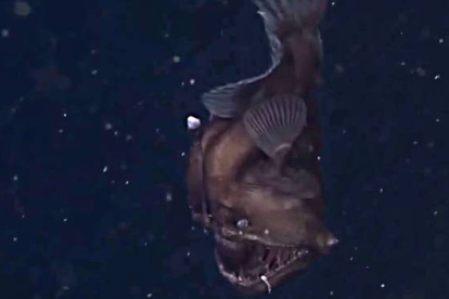 Las primeras imágenes en vídeo del 'monstruo negro' del mar, el Melanocetus-EL PERIÓDICO